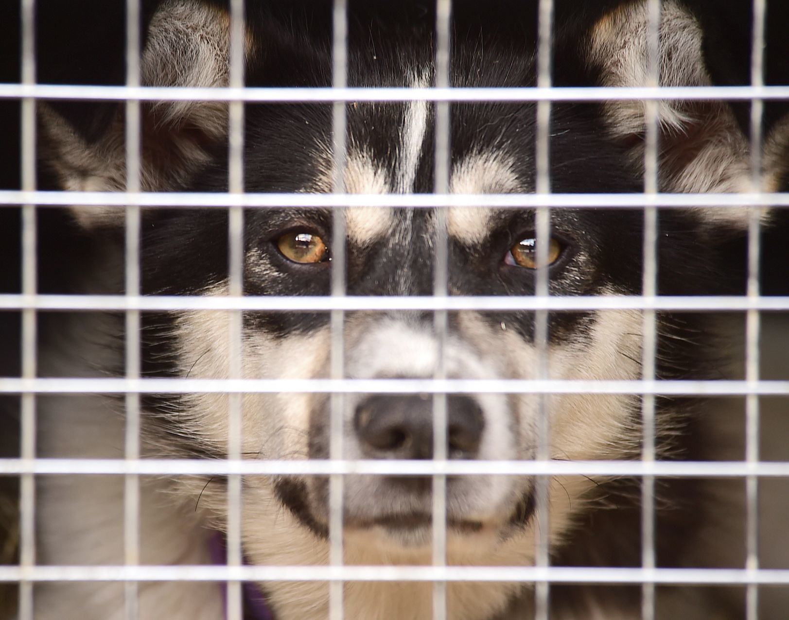 Jen Mignard and sled dogs